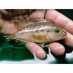 Petrotilapia chrysos Chinyamwezi 6-9cm F1- Très rare!!