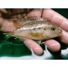 Petrotilapia chrysos Chinyamwezi 6-9cm F1- Très rare!!