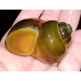 Lanistes nyassanus Chipoka F1 – escargot du lac Malawi 2-3 cm