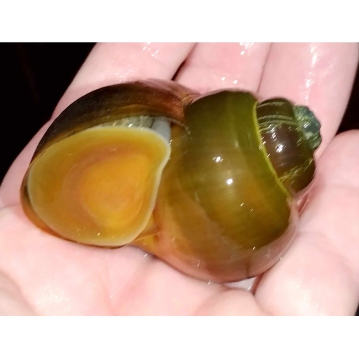 Lanistes nyassanus Chipoka F1 2-3 cm – Malawi Snail | NeoTropic