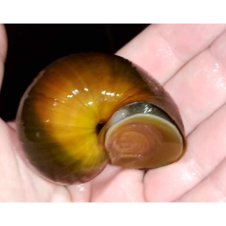 Lanistes nyassanus Chipoka F1 2-3 cm – Malawi Snail | NeoTropic