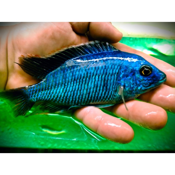 Protomelas taeniolatus dejunctus Chinyamwezi – cichlidé Malawi bleu F1 7-9 cm