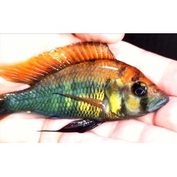 Haplochromis sp.rainbow Nawampassa