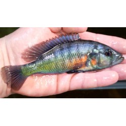 Haplochromis sp.orange rock hunter 11-14cm