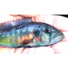Haplochromis sp.orange rock hunter 11-14cm