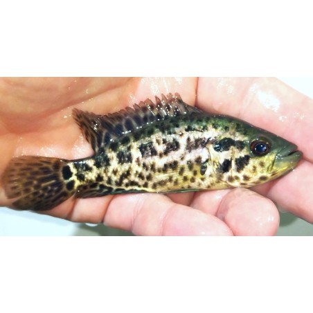 Parachromis managuense 9-12cm