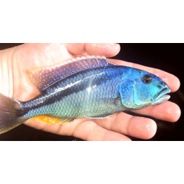 Aristochromis christyi – cichlidé bleu du lac Malawi 8-10 cm