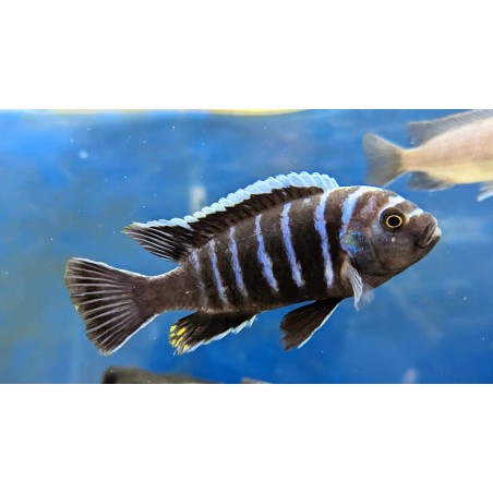 Cynotilapia afra Linganjala F2 5-7cm rare!