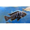 Cynotilapia afra Linganjala F2 5-7cm rare!
