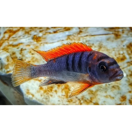 Labidochromis sp.hongi Hongi Island 5-7m