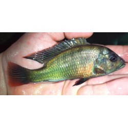Paralabidochromis plagiodon Iringo 6-9cm