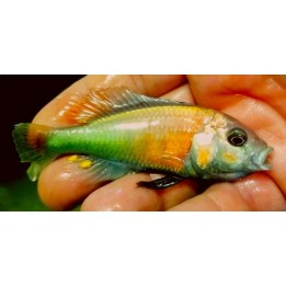 Haplochromis sp.hippo point Salmon, Elevage France Cichlidés Victoria