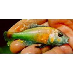 copy of Paralabidochromis plagiodon Iringo 6-9cm