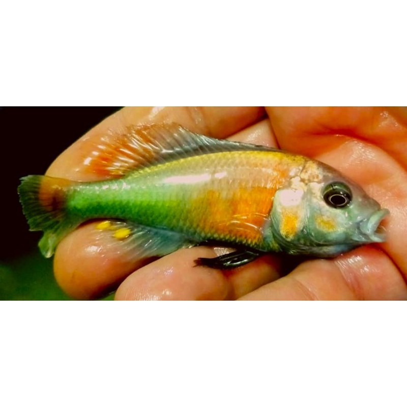 Haplochromis sp.hippo point salmon 6-9cm