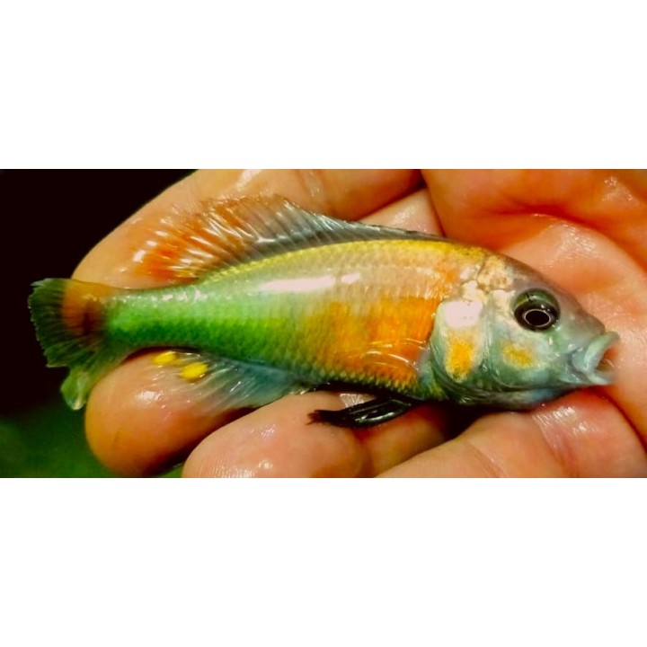 Haplochromis sp. Hippo Point Salmon 6-9 cm | NeoTropic