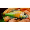 Haplochromis sp.hippo point salmon 6-9cm