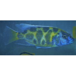 Nimbochromis venustus élevage