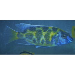 Nimbochromis venustus 6-9cm