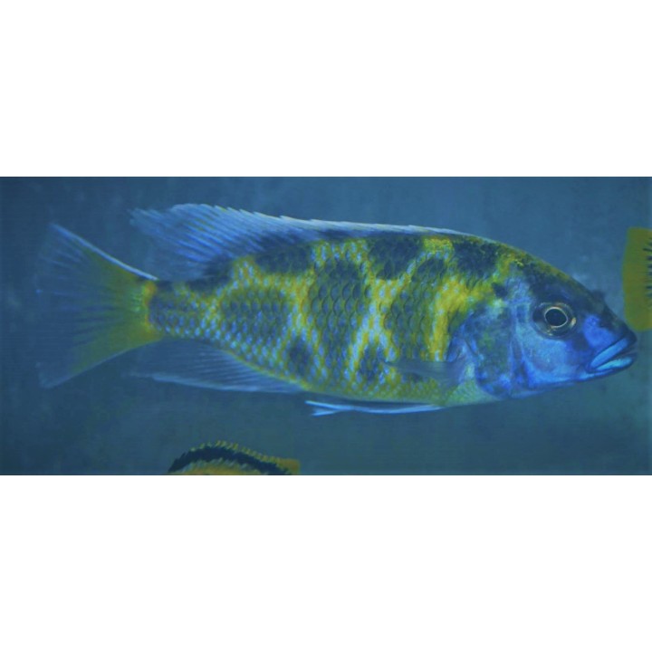 Nimbochromis venustus élevage