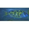 Nimbochromis venustus élevage
