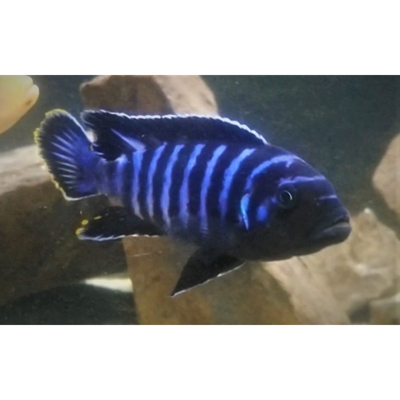 Metriaclima sp.dolphin Manda élevage