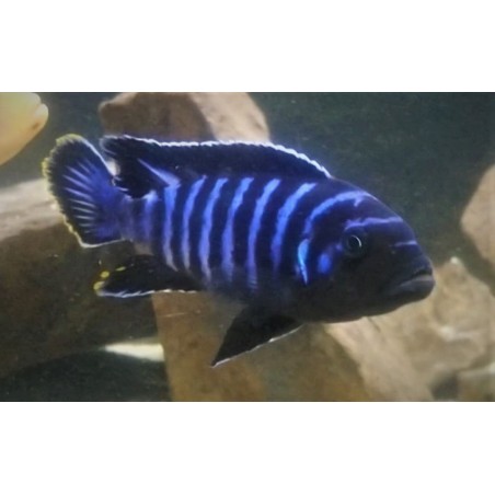 Metriaclima sp.dolphin Manda élevage