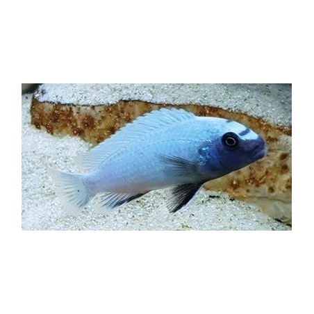 Pseudotropheus sp.polit Lion s cove 3.5-5cm élevage