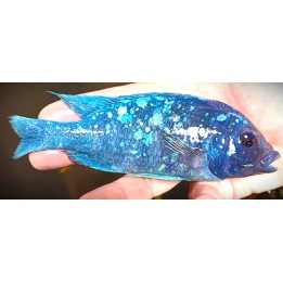 Placidochromis sp. phenochilus Tanzania – cichlidé bleu du lac Malawi 6-9 cm