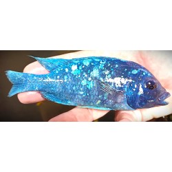 Placidochromis sp.phenochilus tanzania élevage 6-9cm paillettes