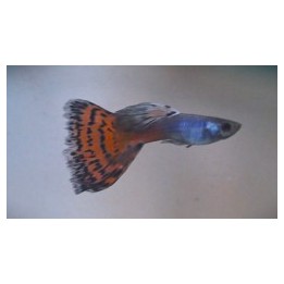 Guppy mâle coloré – Poecilia reticulata