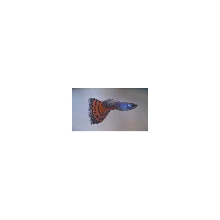 Guppy mâle coloré – Poecilia reticulata