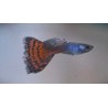 Guppys mâles variés 3-3.5cm