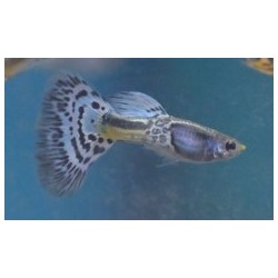 Guppys mâles variés 3-3.5cm