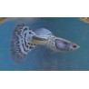 Guppys mâles variés 3-3.5cm