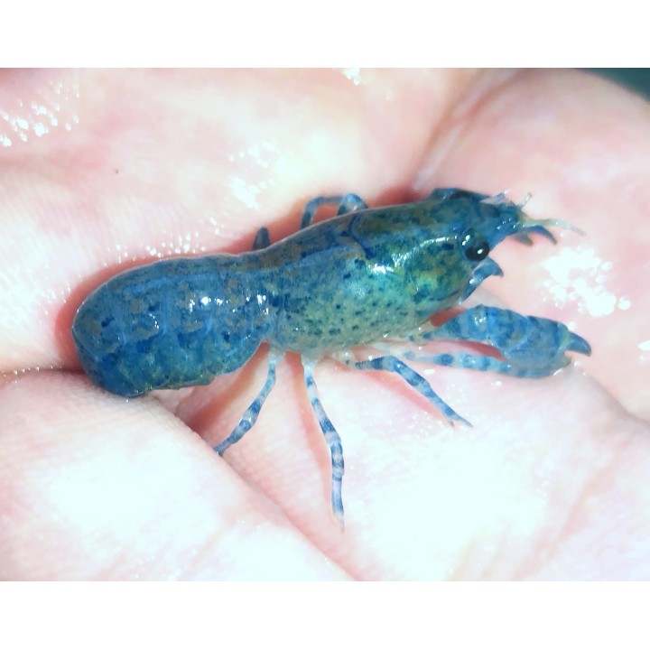 Ecrevisse bleue - Cambarellus diminutus bleue
