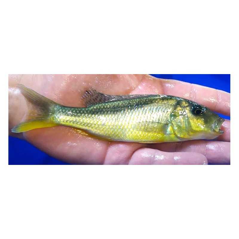 Buccochromis roadhesii 9-11cm - Rare!