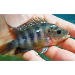 Amphilophus labiatum Lago zapatera