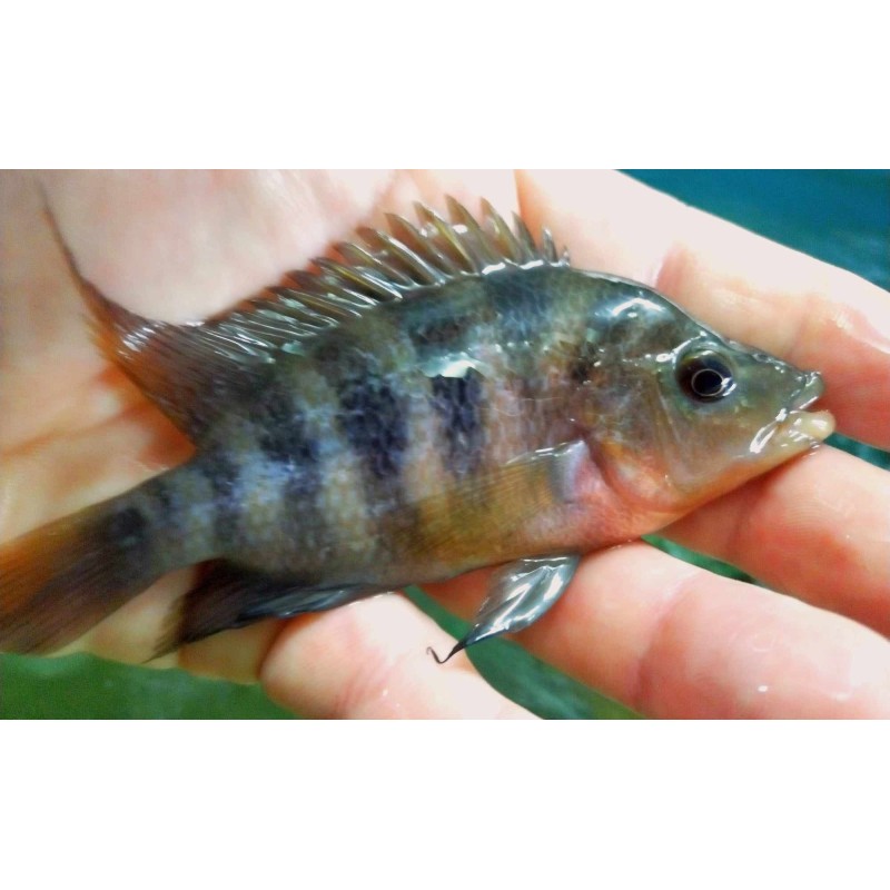 Amphilophus labiatum Lago zapatera 14-18cm élevage