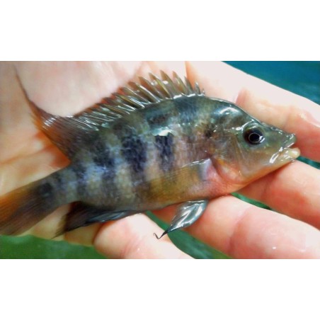 Amphilophus labiatum Lago zapatera 14-18cm élevage