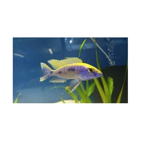 Otopharynx lithobates Zimbawe Rock élevage 9-11cm