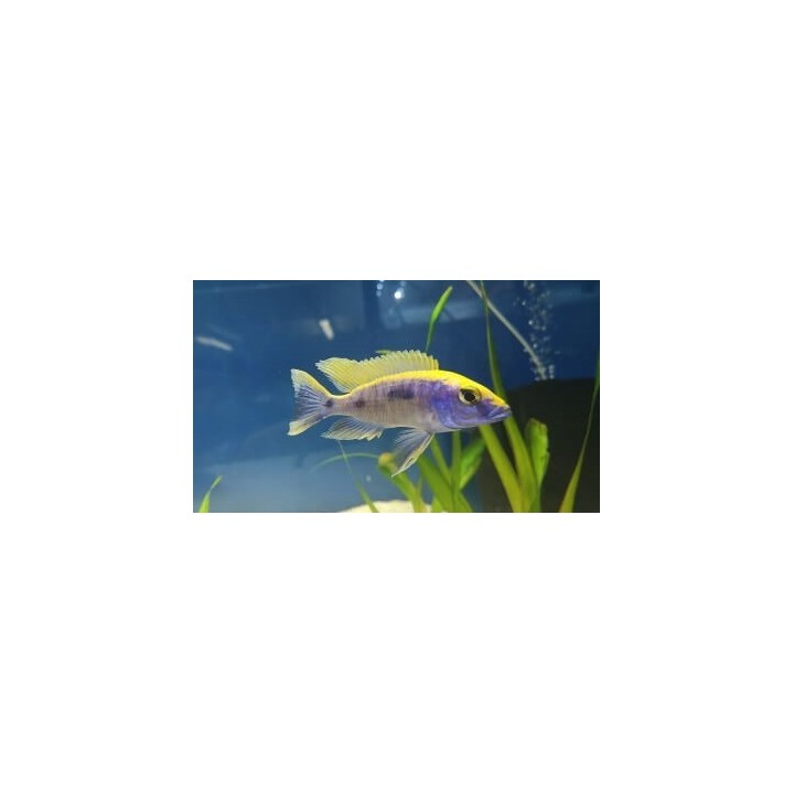 Otopharynx lithobates Zimbawe Rock 9-11cm