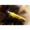 Crevette davidi Yellow fire 1.5-2cm lots