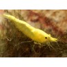 Crevette davidi Yellow fire 1.5-2cm lots