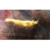 Crevette davidi Yellow fire Grade A 1.5-2cm lots