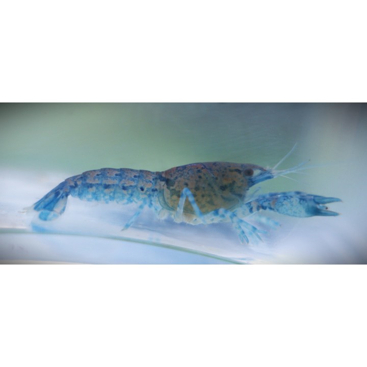 Écrevisse naine bleue Cambarellus diminutus en aquarium