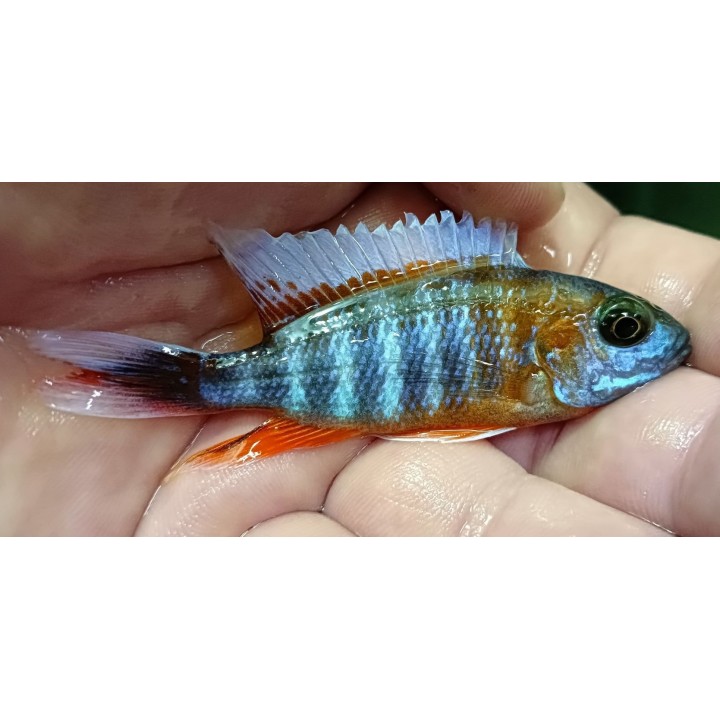 Aulonocara jacobfreibergi Cap Maclear – cichlidé bleu du lac Malawi 5-7 cm