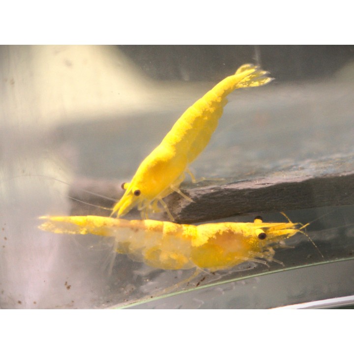Crevette Yellow Fire – Neocaridina davidi jaune