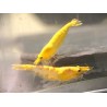 Crevette davidi Yellow fire Grade A 1.5-2cm lots