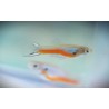 Guppys mâles endler sélection Laser Red 1.5- 2cm