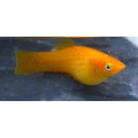 Molly sphenops Gold, élevage tropical vivipare, Magasin, VPC